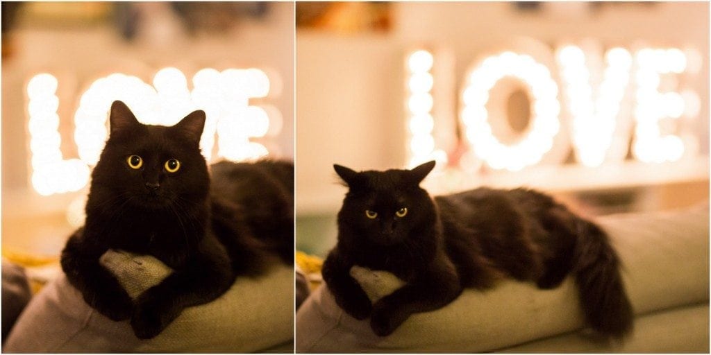 A black cat with yellow eyes is angrily staring in front of a LOVE marquee sign.